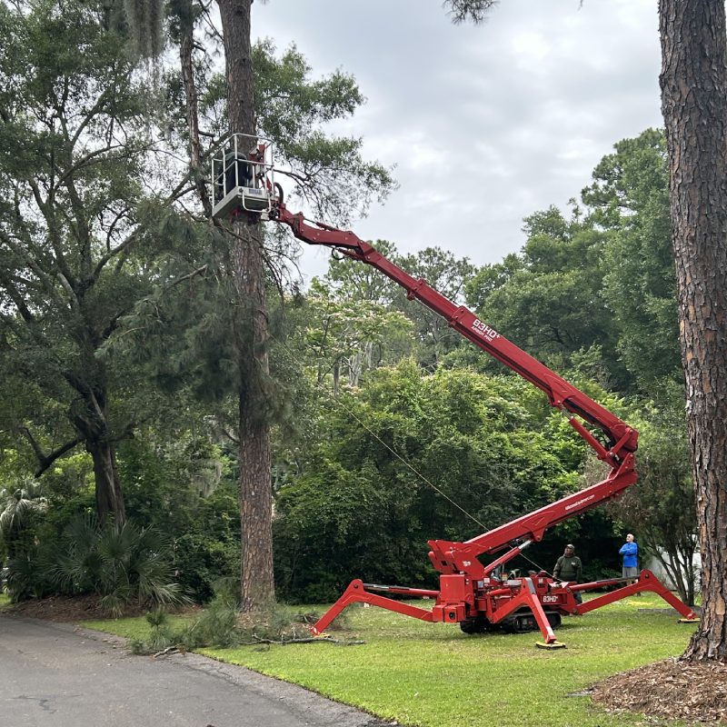 Remove Trees cutting safely